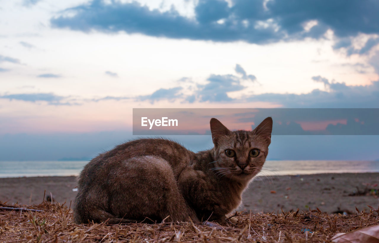 Portrait of cat resting at beach during sunset