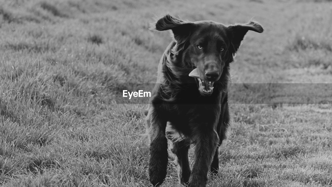 Side view of dog running in garden