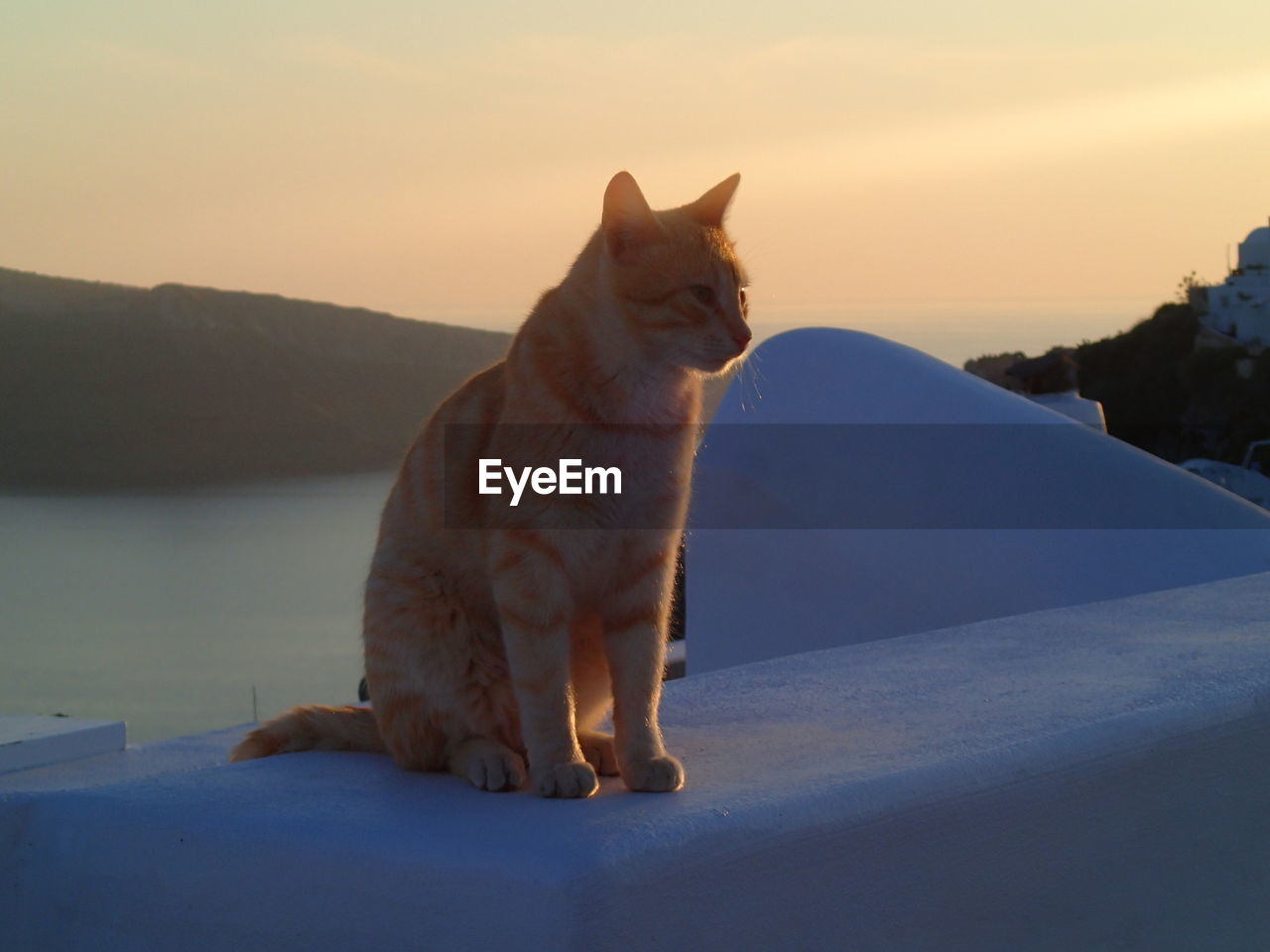 CAT SITTING ON MOUNTAIN AGAINST SKY