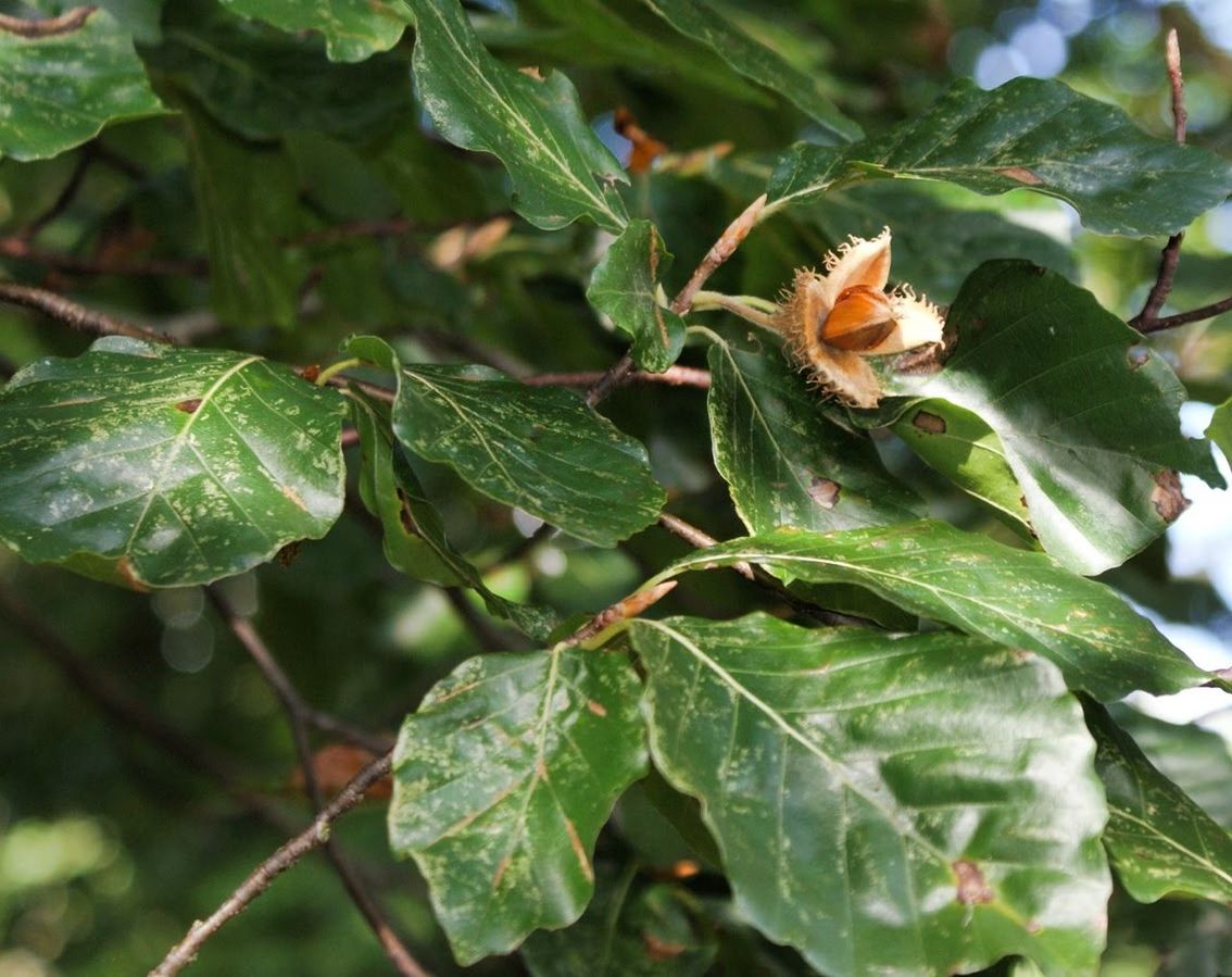 CLOSE-UP OF GREEN LEAVES