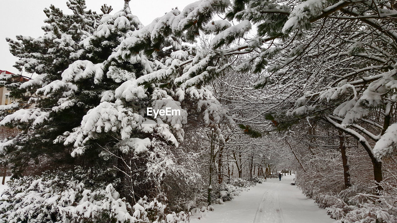 Trees on snow covered landscape