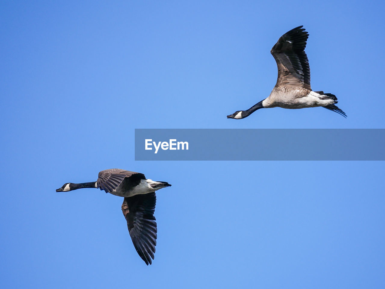 LOW ANGLE VIEW OF SEAGULL FLYING