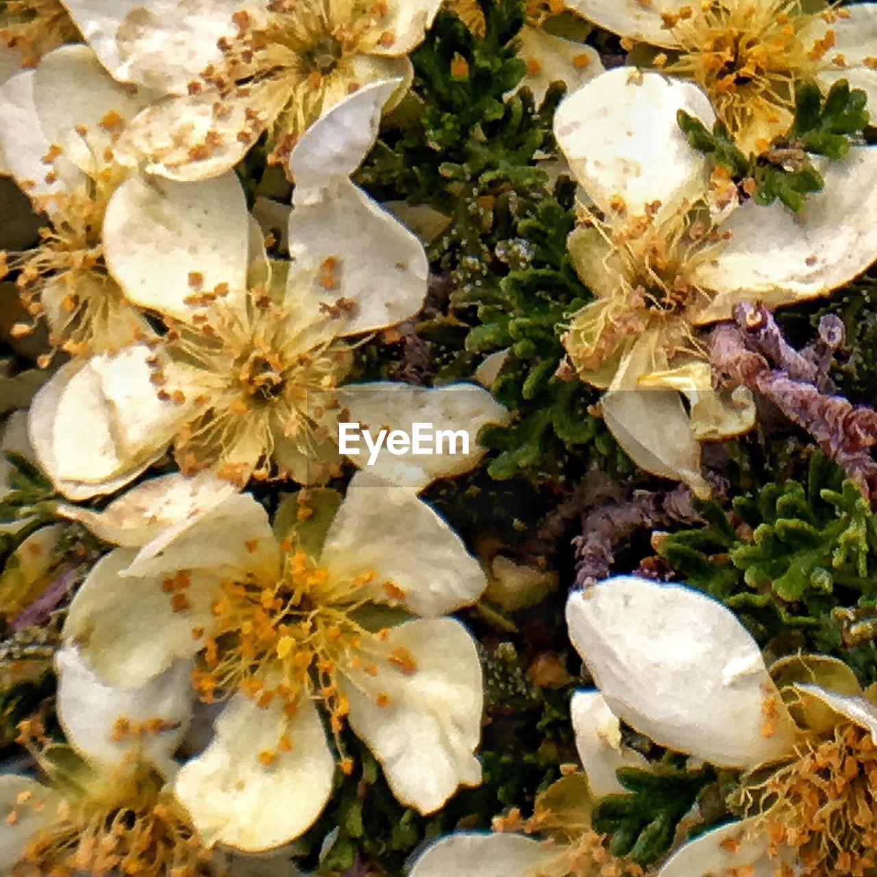 CLOSE-UP OF WHITE FLOWERS BLOOMING OUTDOORS