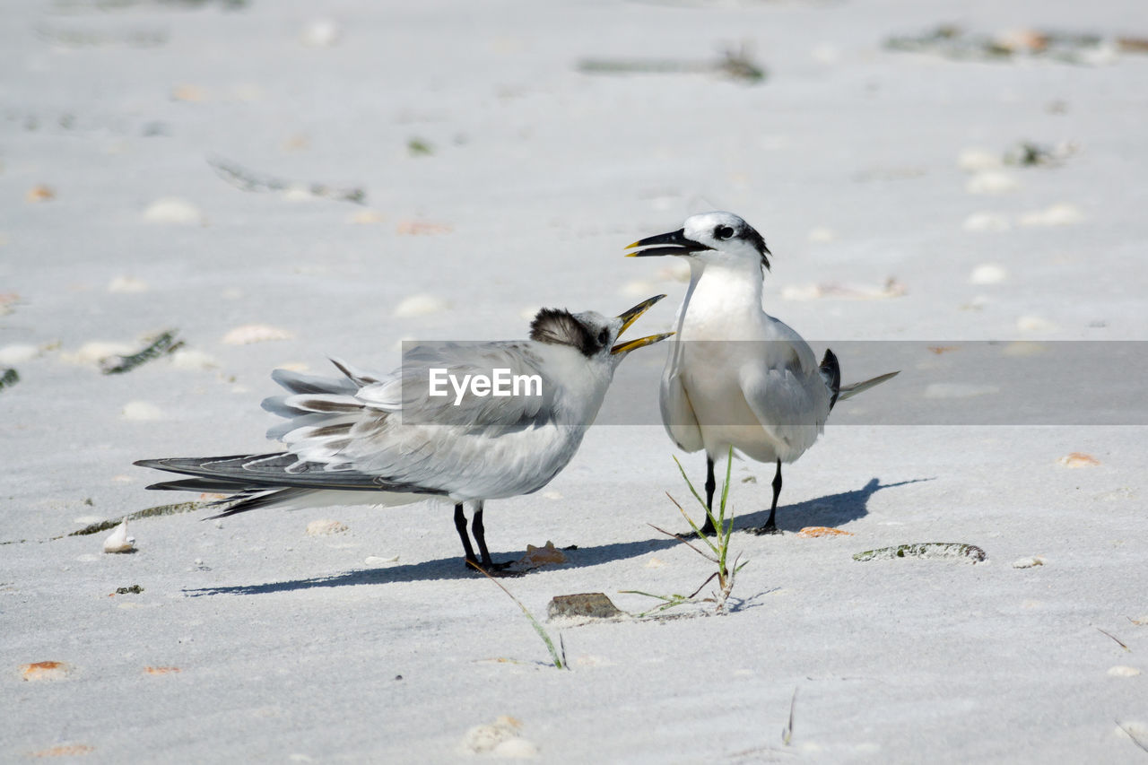 CLOSE-UP OF BIRDS ON SAND