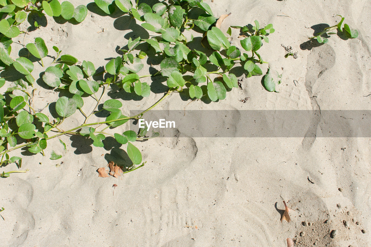 High angle view of plant on sand