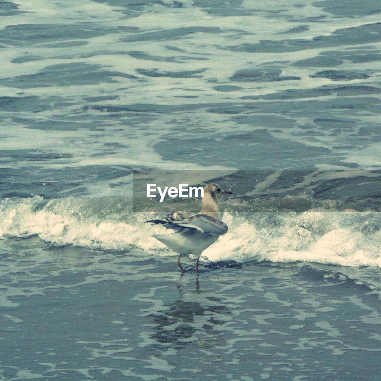 Seagull at sea shore