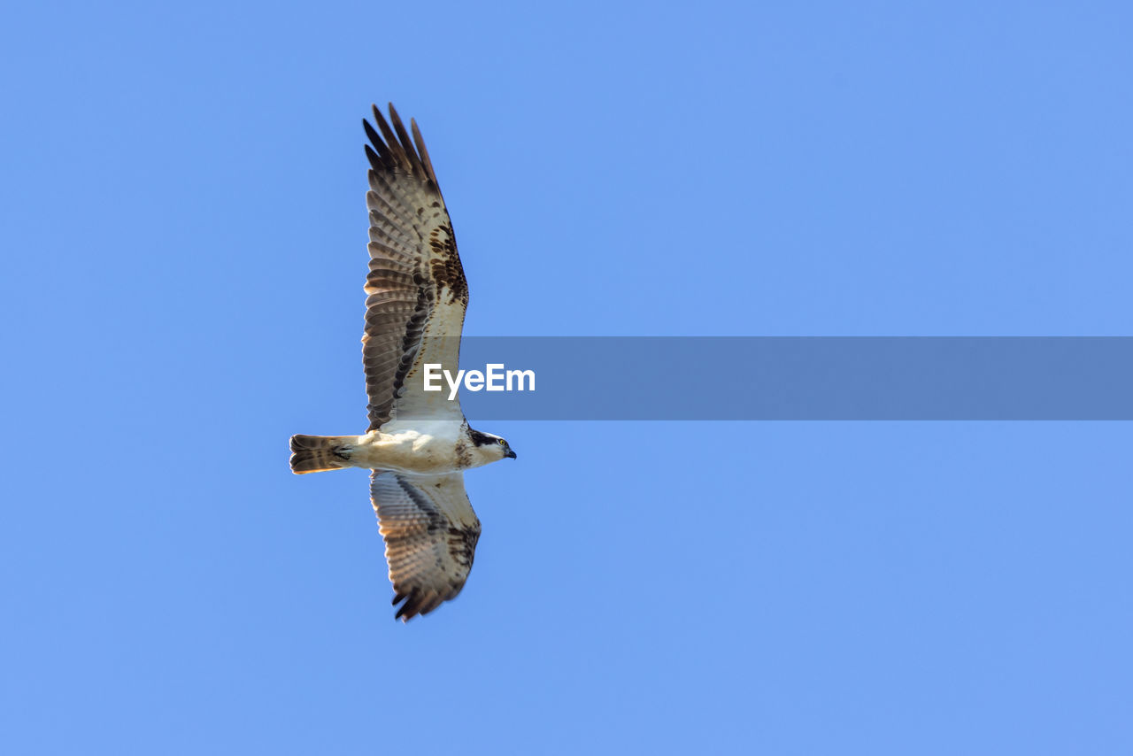 animal, animal themes, flying, animal wildlife, wildlife, bird, one animal, spread wings, blue, sky, clear sky, bird of prey, animal body part, nature, mid-air, no people, low angle view, copy space, falcon, animal wing, motion, wing, sunny, eagle, outdoors, day, beauty in nature, buzzard, full length, hawk