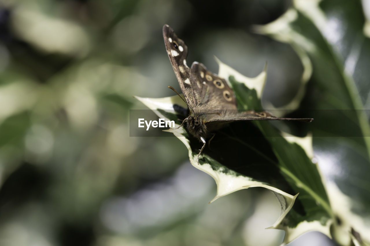 BUTTERFLY ON LEAF