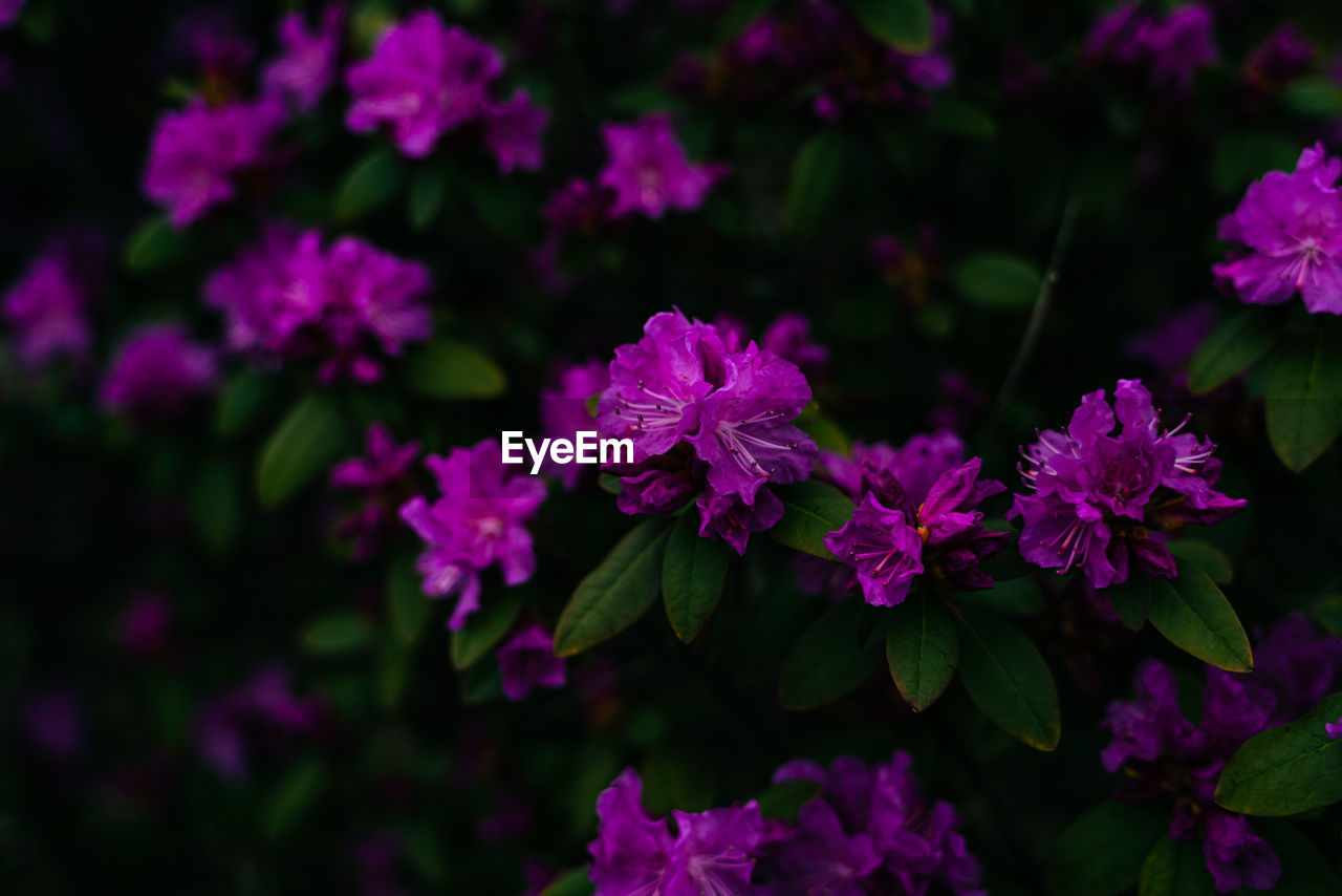 Close-up of purple flowering plants