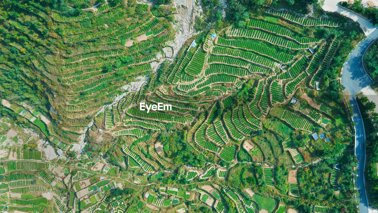 HIGH ANGLE VIEW OF VINEYARD