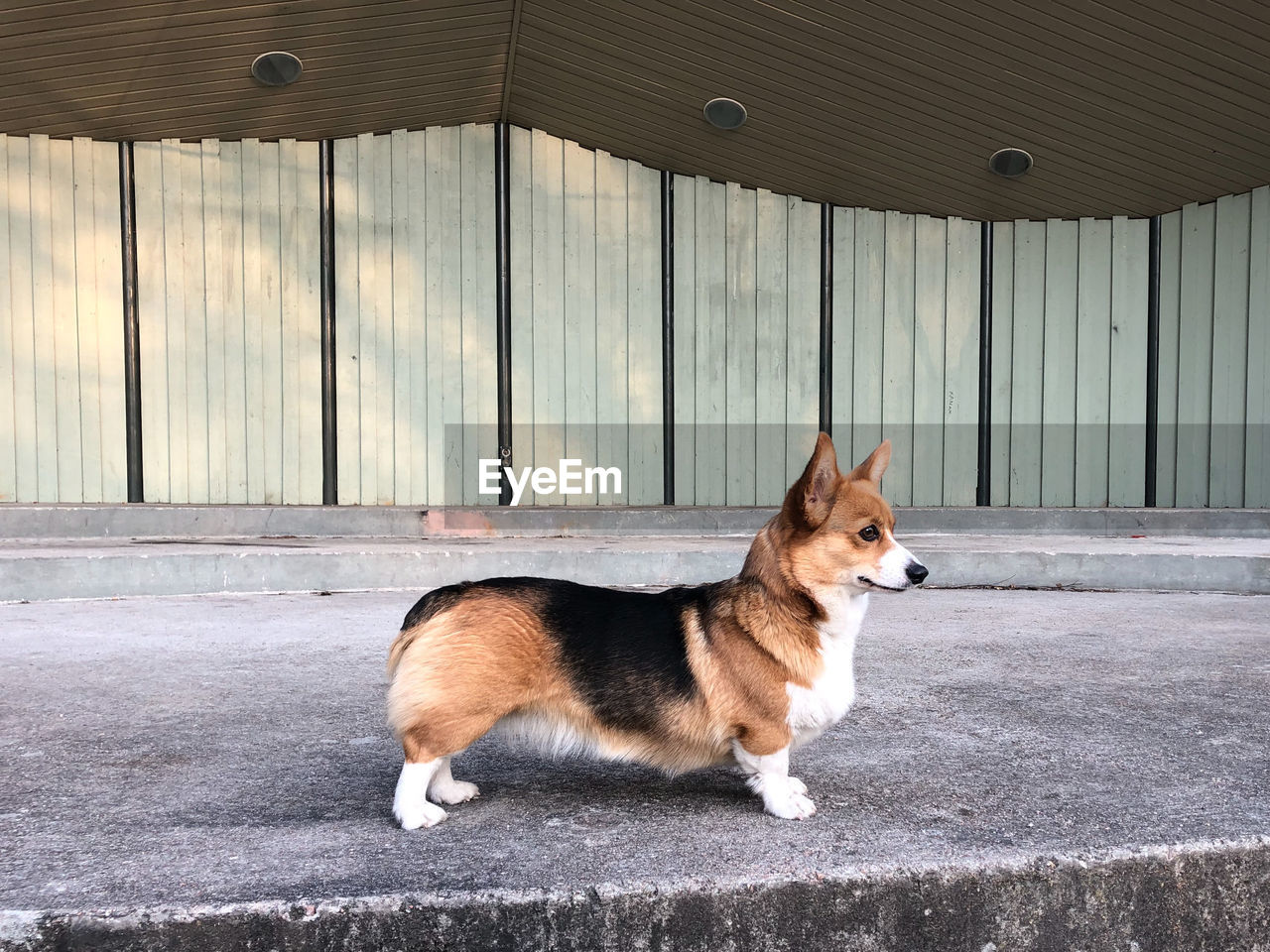 SIDE VIEW OF A DOG SITTING