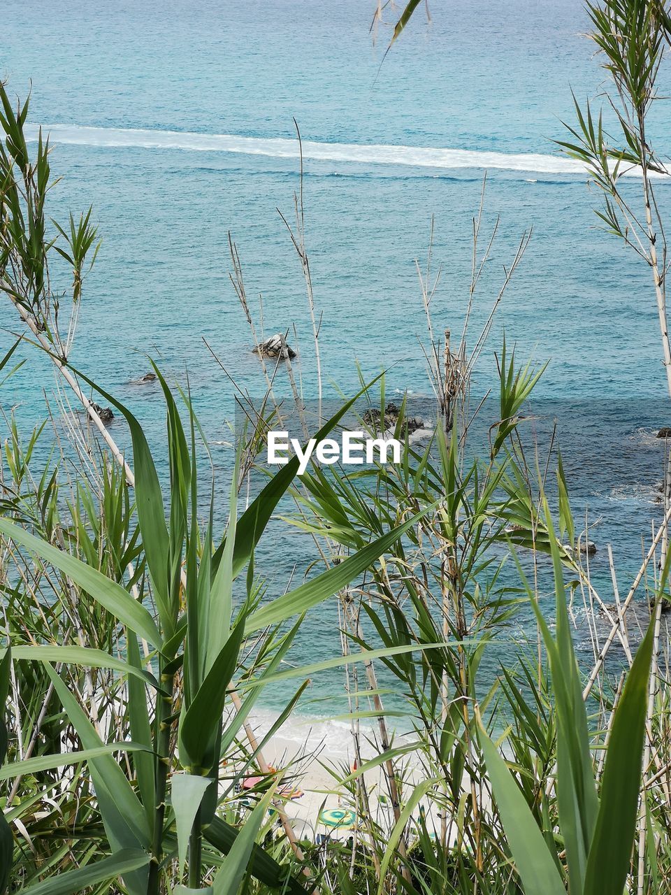 HIGH ANGLE VIEW OF PLANTS GROWING ON BEACH