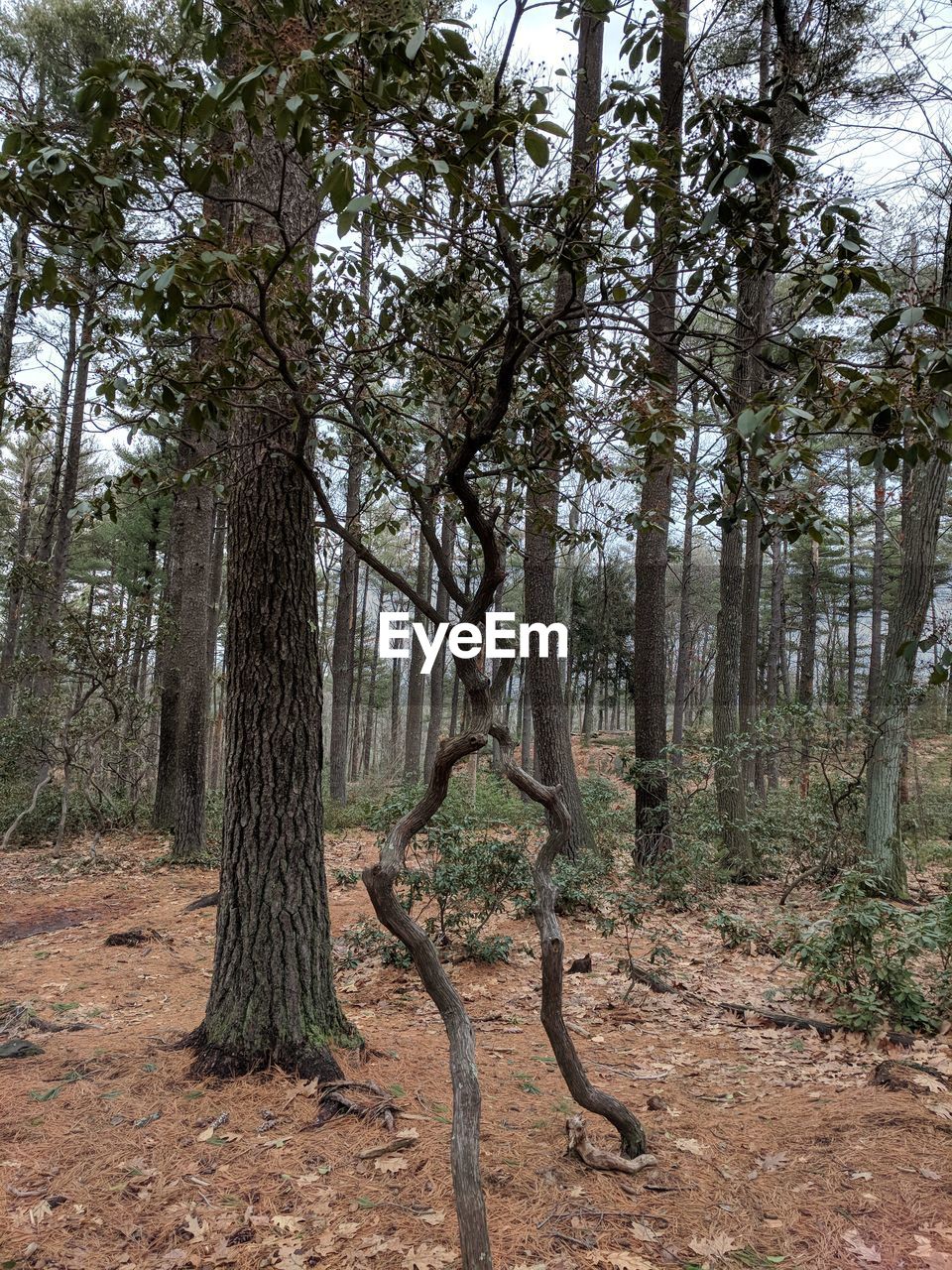 TREES GROWING IN FOREST