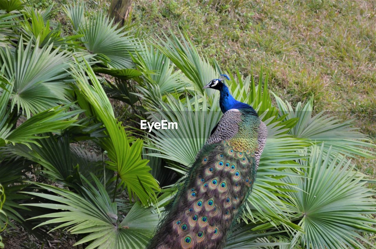 VIEW OF A BIRD ON A LAND
