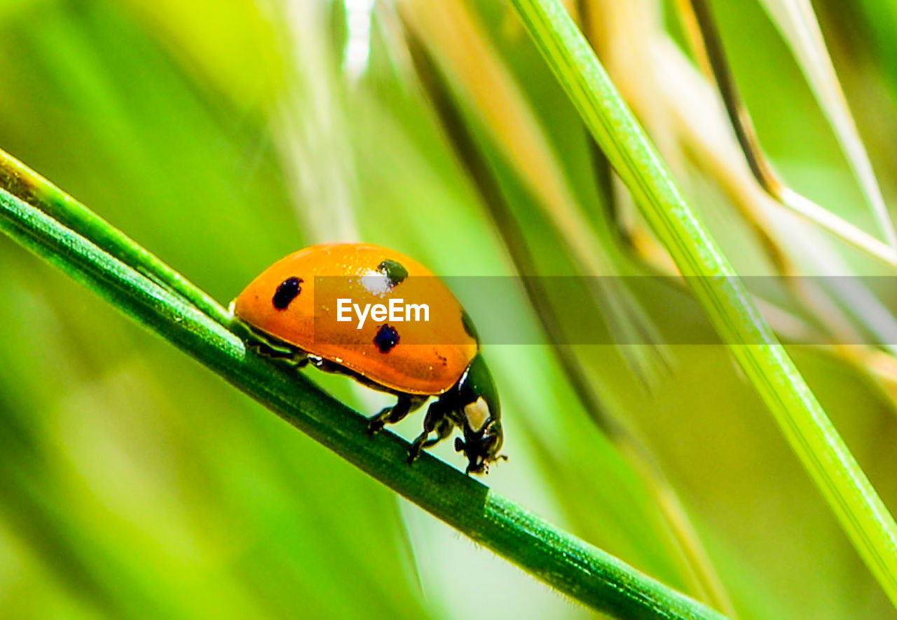 Close-up of ladybug on plant