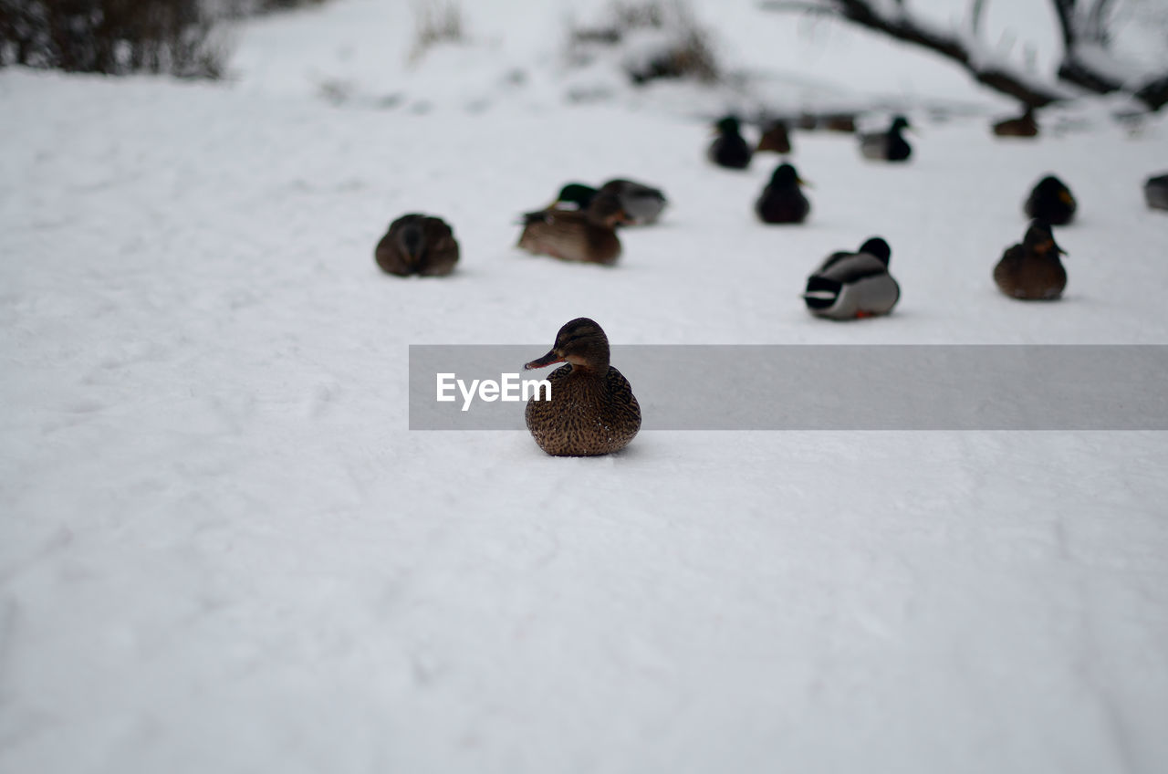 BIRDS ON SNOW