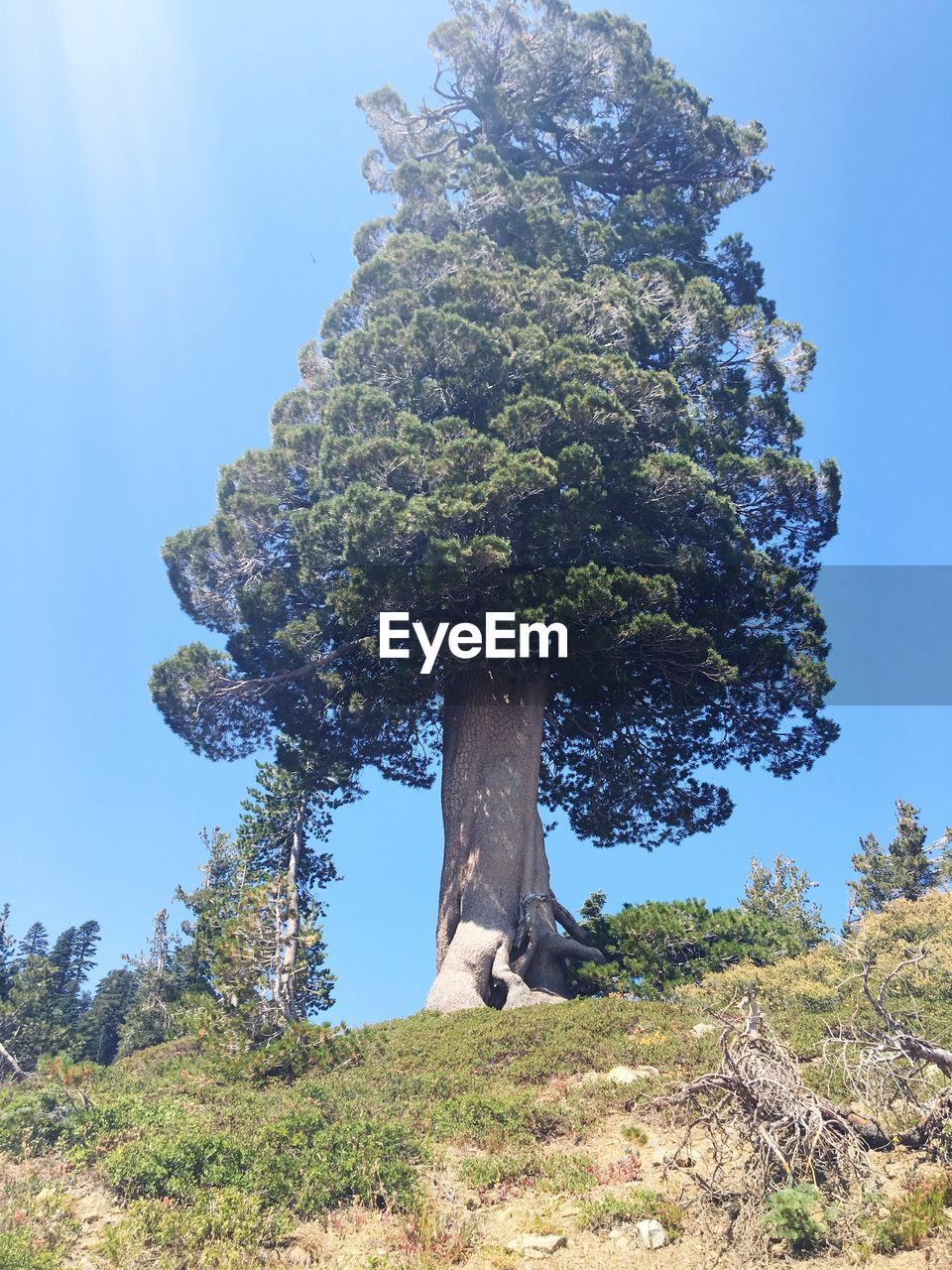 LOW ANGLE VIEW OF TREES AGAINST CLEAR SKY