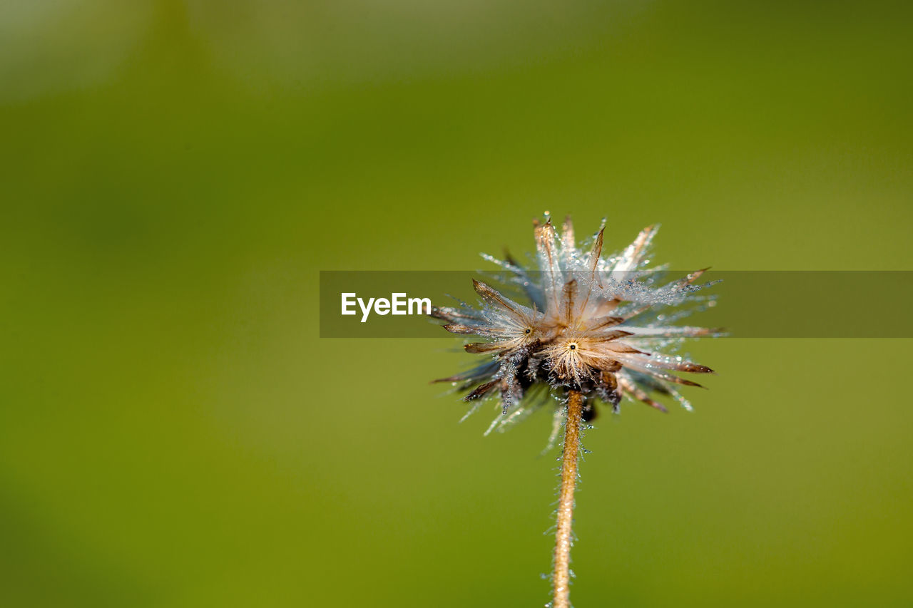 Close-up of dandelion flower