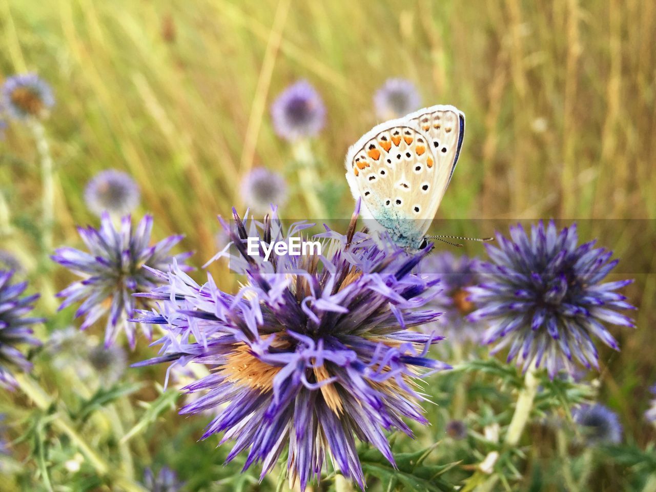 Butterfly and purple flower