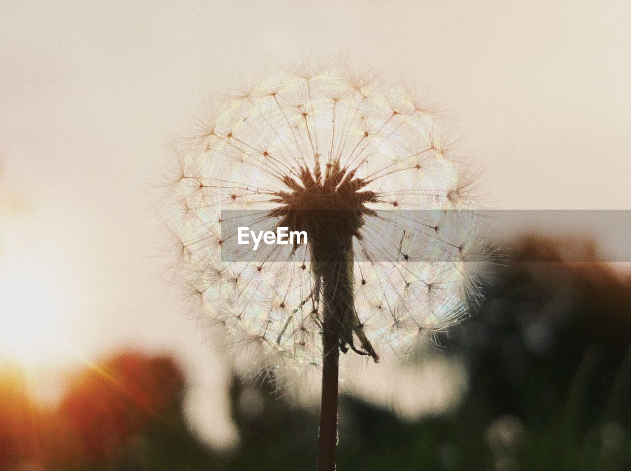 CLOSE-UP OF DANDELION PLANT AGAINST SKY