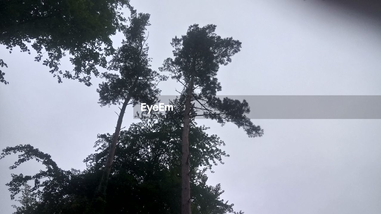 LOW ANGLE VIEW OF TREES AGAINST SKY