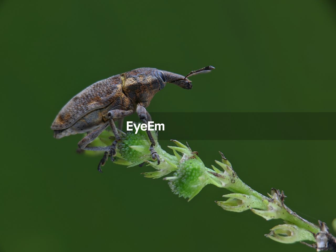 Close-up of insect on plant