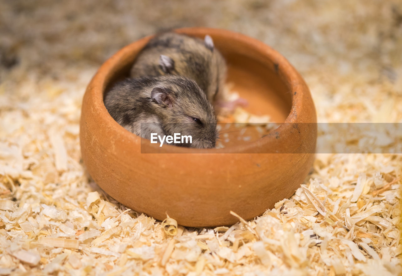 Close up little hamster in a bowl