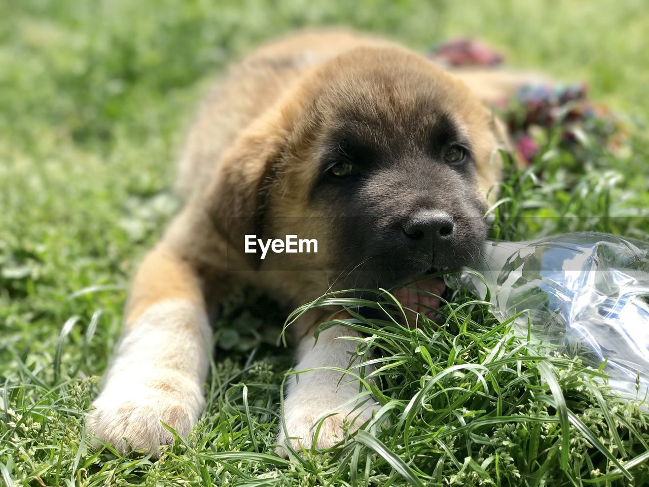 Portrait of puppy on field