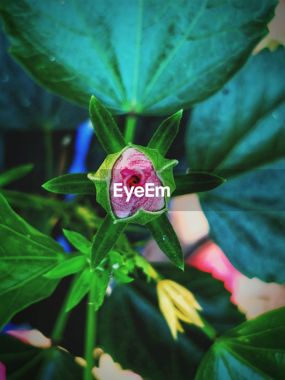 Close-up of purple flowering plant