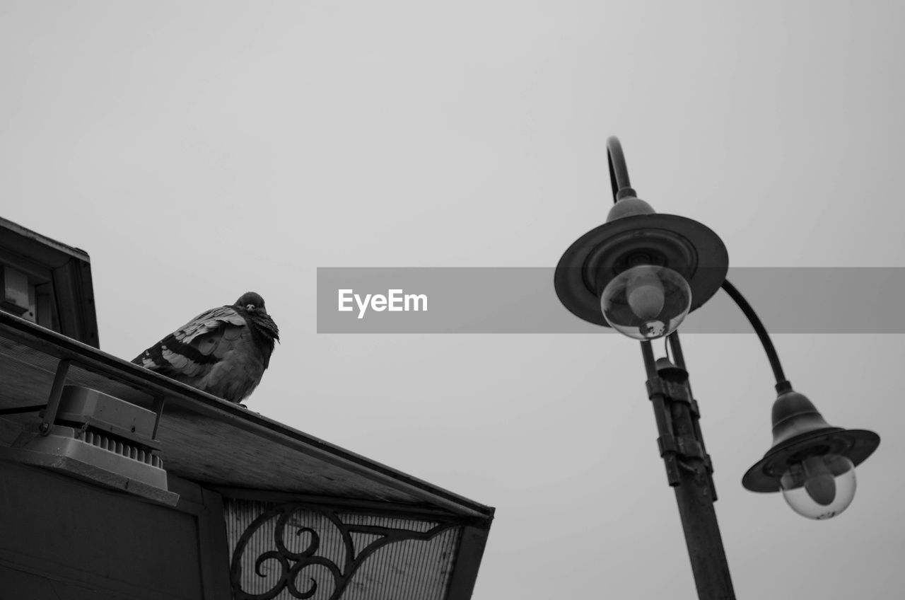 Low angle view of perched pigeon against clear sky