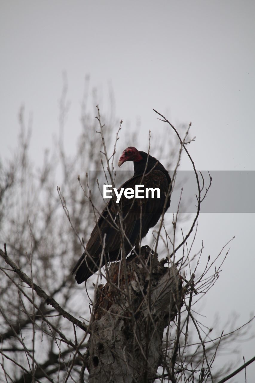 BIRD PERCHING ON TREE