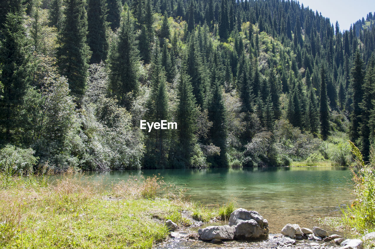 View of pine trees in forest