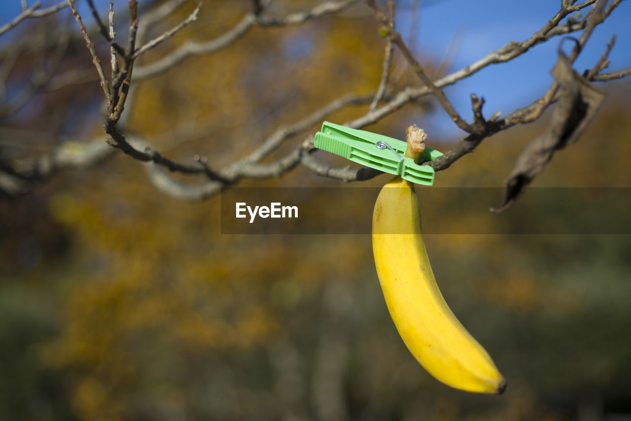 Close-up of banana hanging from tree