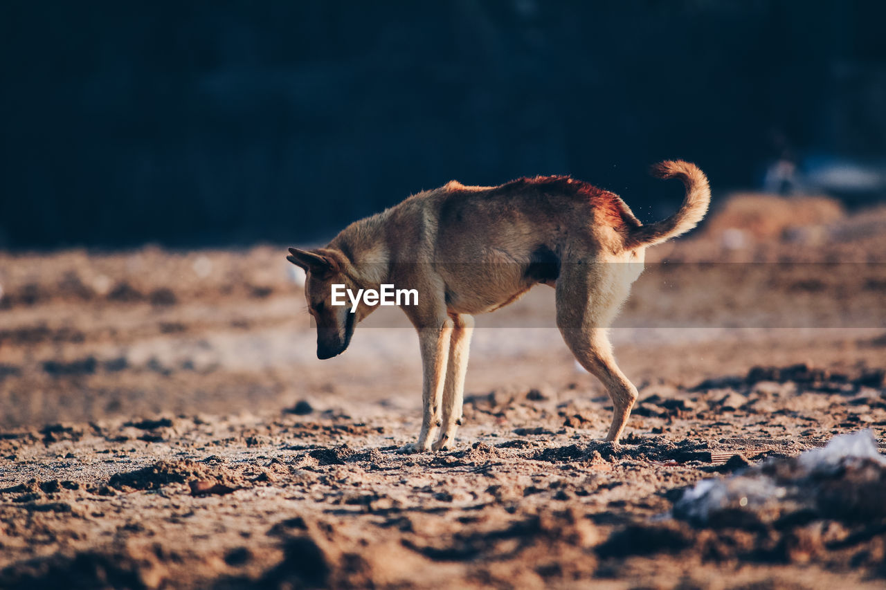 SIDE VIEW OF A DOG ON THE FIELD