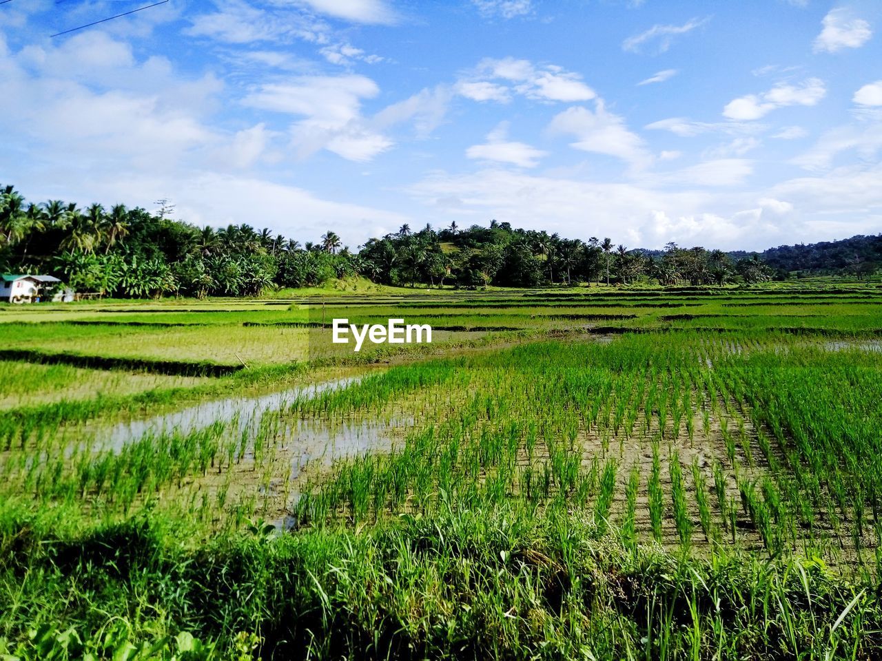 SCENIC VIEW OF RICE PADDY FIELD AGAINST SKY