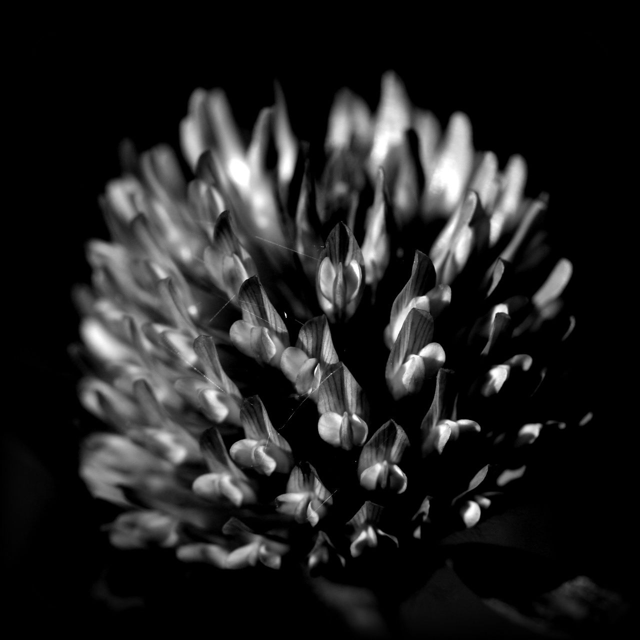 Close-up of flower over black background