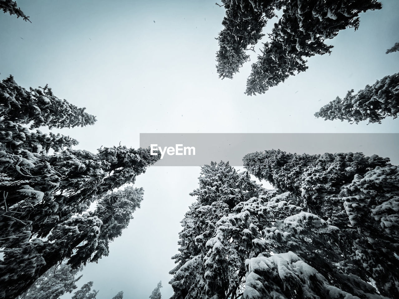 tree, plant, nature, pinaceae, black and white, coniferous tree, monochrome, pine tree, sky, monochrome photography, beauty in nature, pine woodland, snow, winter, forest, scenics - nature, environment, no people, tranquility, cold temperature, land, branch, mountain, sunlight, cloud, non-urban scene, low angle view, woodland, darkness, outdoors, landscape, tranquil scene, growth, day