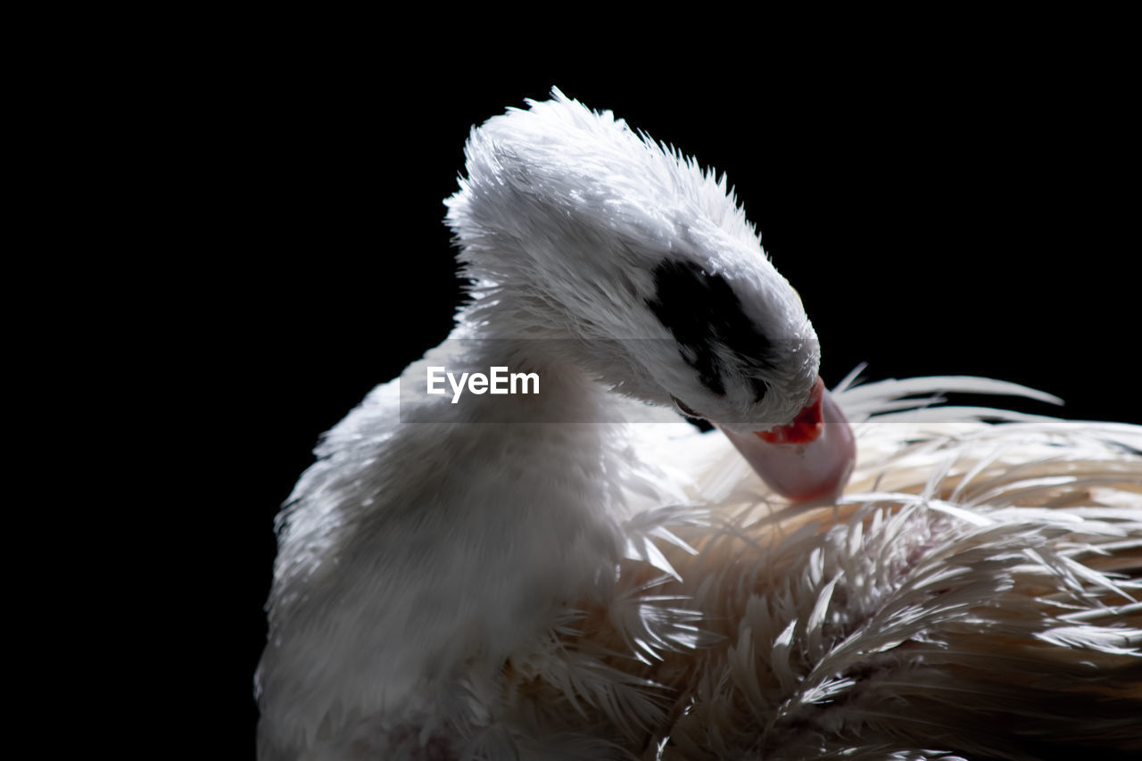 CLOSE-UP OF SWAN SWIMMING