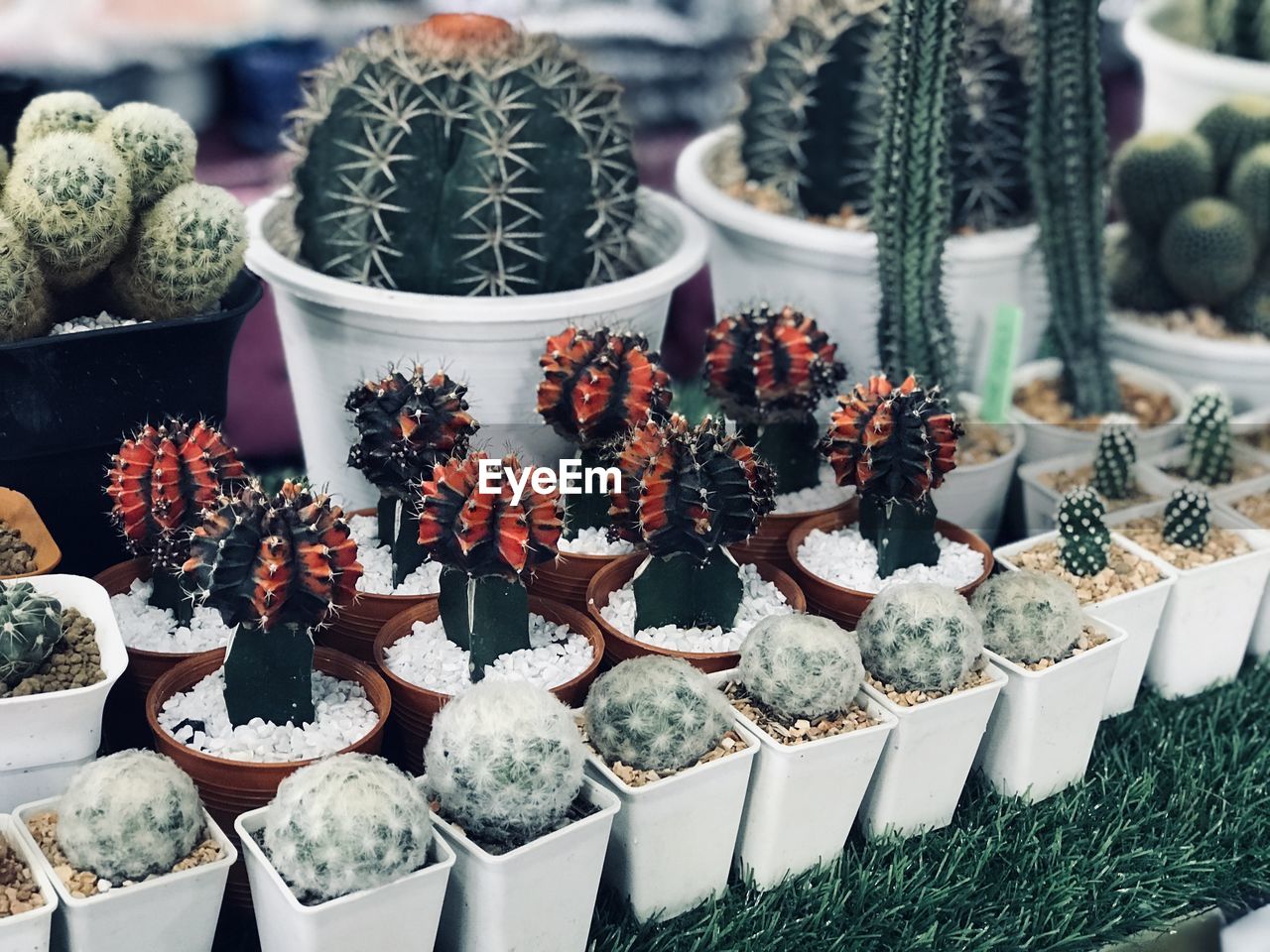 High angle view of succulent plants in market