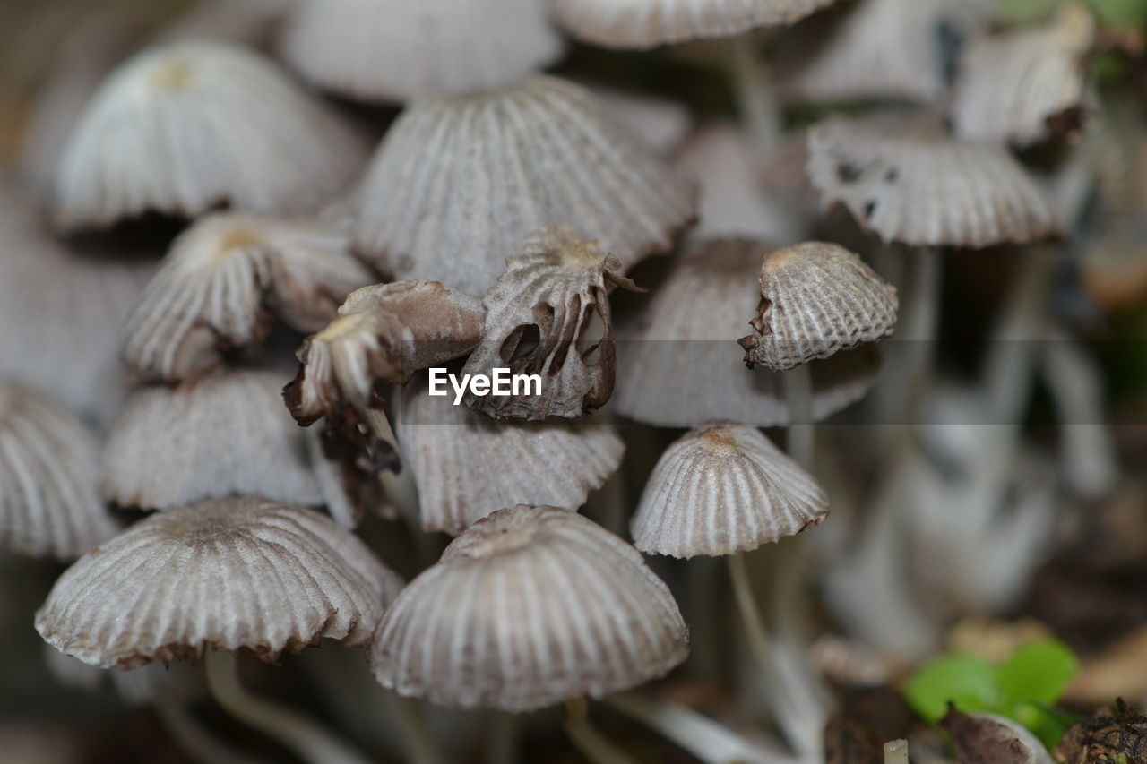 Group of magic mushrooms 
