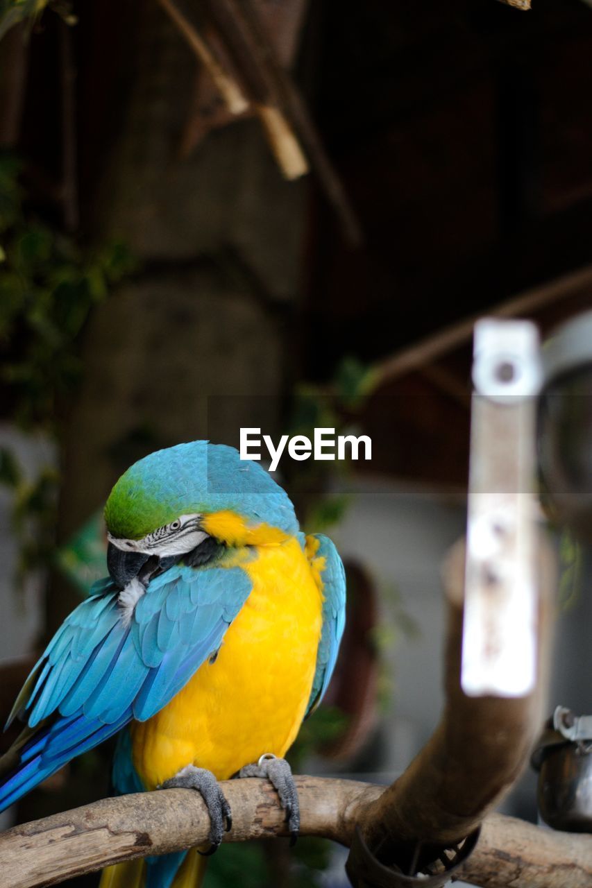 animal themes, animal, bird, pet, animal wildlife, parrot, yellow, wildlife, perching, one animal, parakeet, blue, gold and blue macaw, nature, multi colored, beak, no people, focus on foreground, outdoors, tropical bird, green, beauty in nature