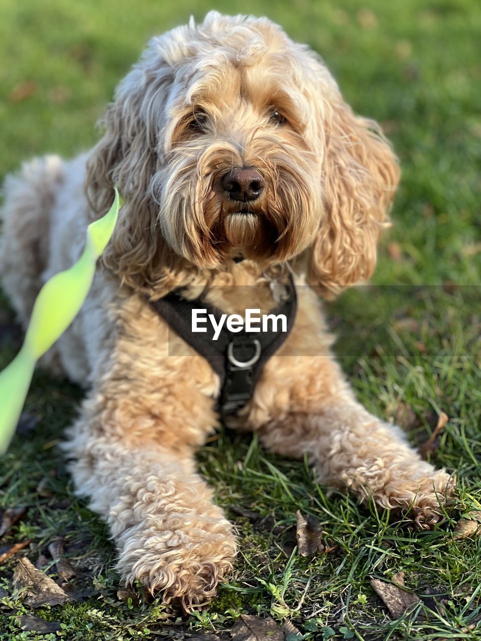 Close-up of dog on grassy field