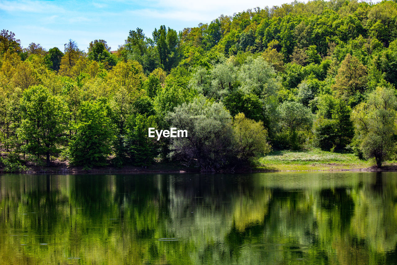 Scenic view of lake by trees in forest