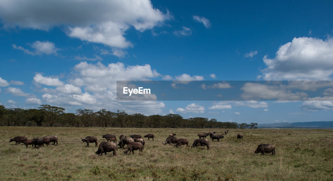 Wildebeest in an open field 