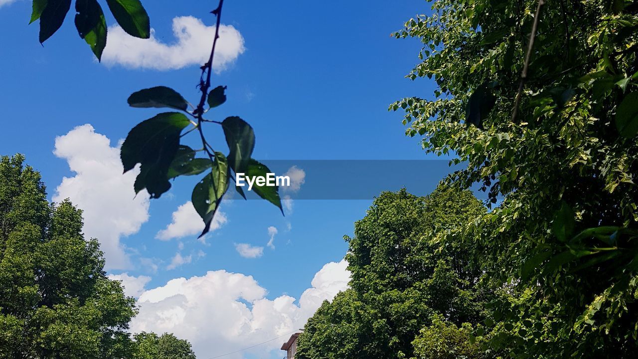 Low angle view of trees against blue sky