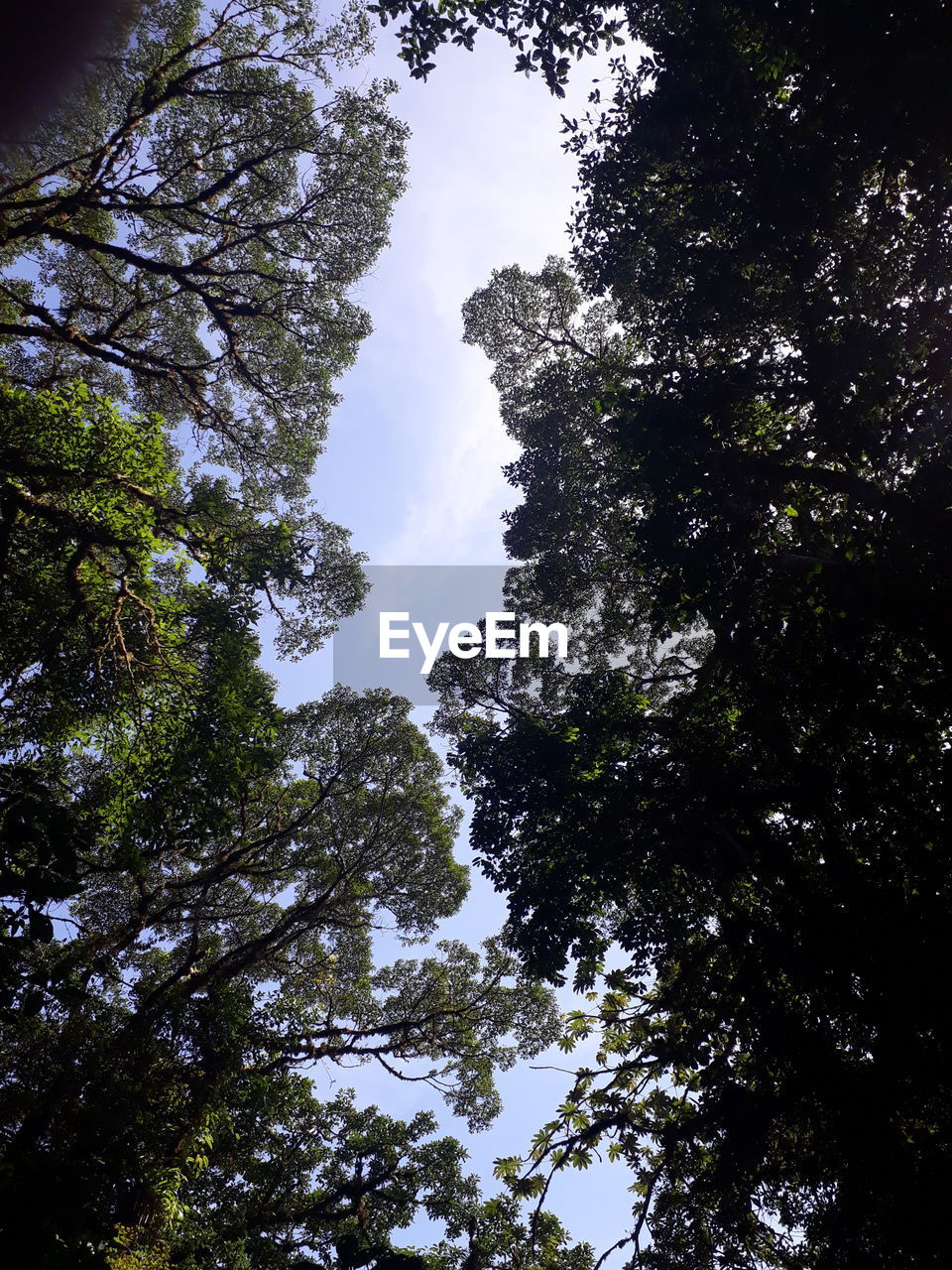 LOW ANGLE VIEW OF TREES IN FOREST