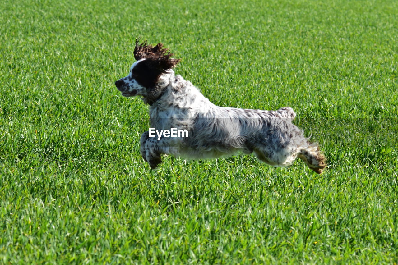 DOG RUNNING ON FIELD