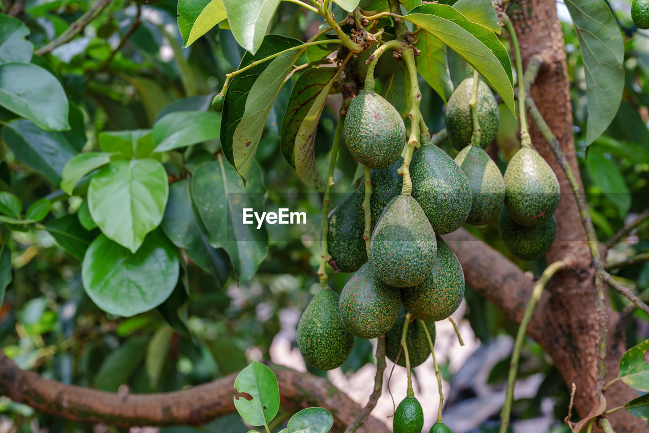 food, healthy eating, fruit, food and drink, plant, tree, leaf, plant part, growth, green, nature, wellbeing, freshness, produce, agriculture, no people, outdoors, flower, tropical fruit, evergreen, branch, hanging, day, environment, close-up, land, ripe, shrub, organic, beauty in nature, tropical climate