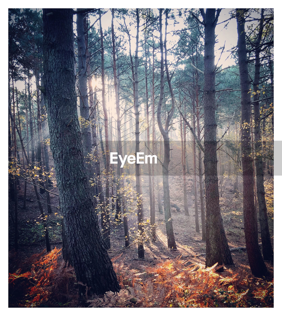 SUN STREAMING THROUGH TREES IN FOREST