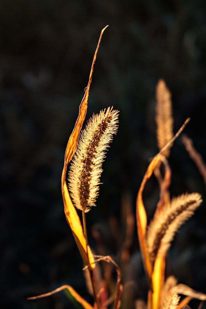 Close-up of plants growing in field